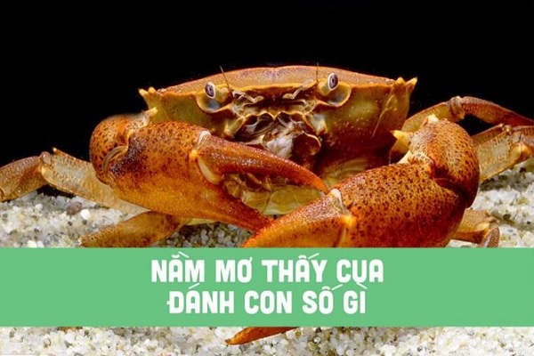 Các con số đẹp cần bỏ túi khi mơ thấy cua Các con số đẹp cần bỏ túi khi mơ thấy cua