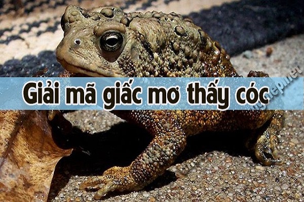 Giải mã cơ bản cho giấc mơ thấy cóc xuất hiện