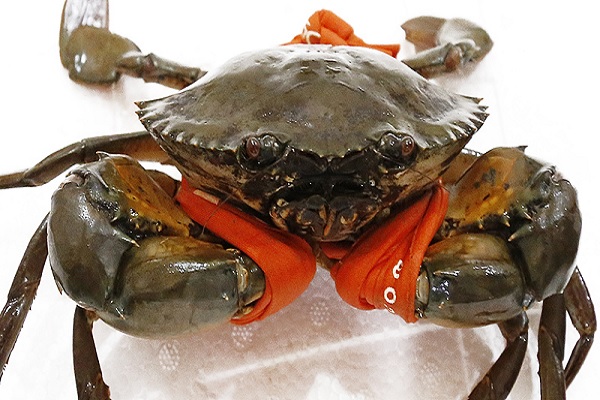 Giải mộng chiêm bao mơ thấy người khác bắt cua Giải mộng chiêm bao mơ thấy người khác bắt cua