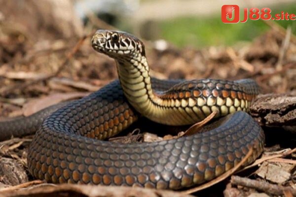 Nằm mơ thấy bắt rắn có điềm gì?