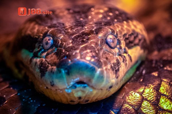 Nằm mơ thấy con trăn khổng lồ