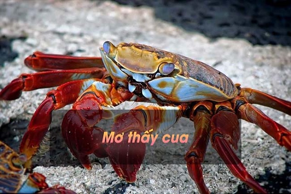 Ngủ mơ thấy cua - Giải mã ý nghĩa chi tiết nhất 2 Ý nghĩa chung cho các giấc mơ nhìn thấy cua